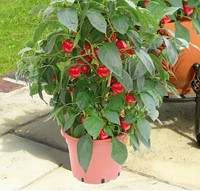 Paprika Kobold F1 PATIO