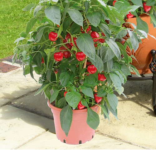 Paprika Kobold F1 PATIO