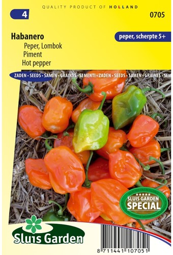 Pfeffer Habanero - Capsicum sinense-2