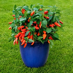Paprika Tangerine Dream F1 - Capsicum annuum