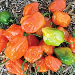 Pfeffer Habanero - Capsicum sinense