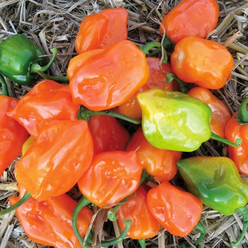 Pfeffer Habanero - Capsicum sinense