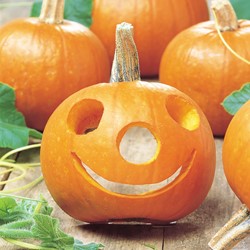 Kürbis Spooktacular F1 - Cucurbita