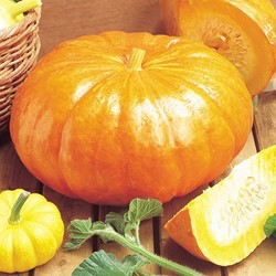 Kürbis Rouge Vif d'Etampes - Cucurbita maxima