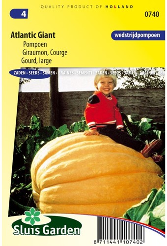 Kürbis Atlantic Giant- Cucurbita maxima-2
