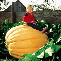 Kürbis Atlantic Giant- Cucurbita maxima