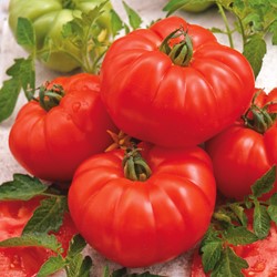 Tomate Marmande