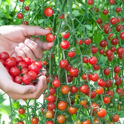 Tomaat Cerise