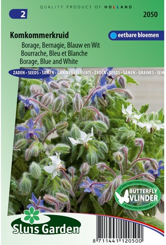 Borretsch (Borago officinalis)-2