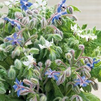 Borretsch (Borago officinalis)