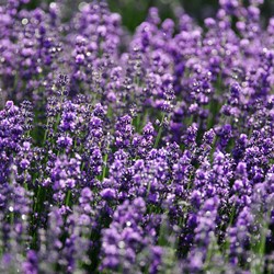 Lavendel Verani, Violett blau EKO