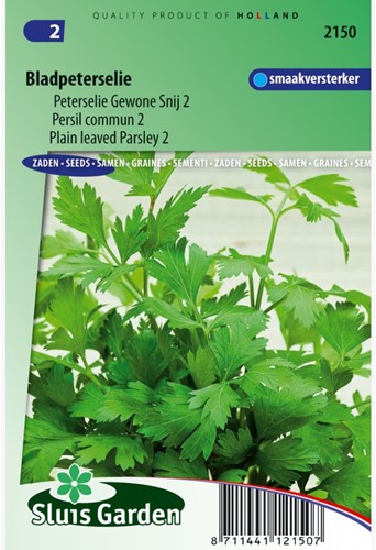 Petersilie GewohnSchnitt 2 - Petroselinum hortense-2