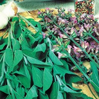 Salbei Salvia Officinalis Fanni Eko