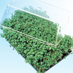Gartenkresse