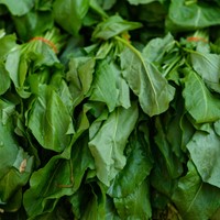 Zuring Green de Belleville - Rumex acetosa