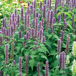 Anis Ysop Anis Agastache