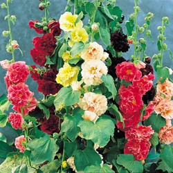 Stockrose Summer Carnival Mix, 1-jährig