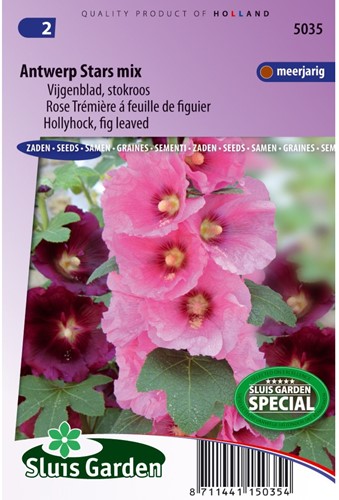 Stockrose Antwerp Stars einzelblumige mischung - Alcea ficifolia-2