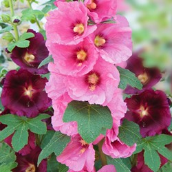 Stockrose Antwerp Stars einzelblumige mischung - Alcea ficifolia