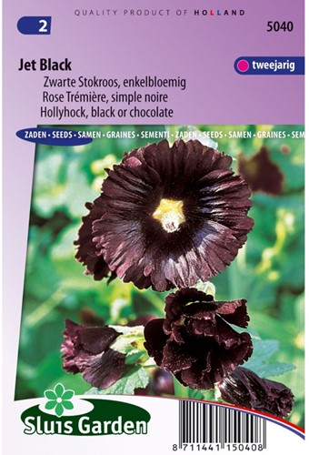 Stockrose Jet Black, einzelblumig-2