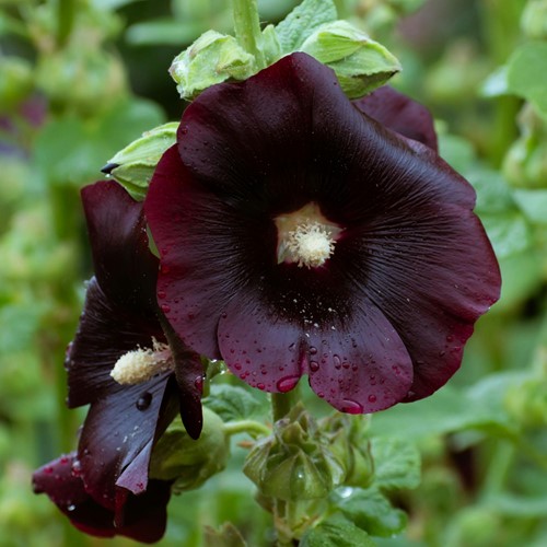 Stockrose Jet Black, einzelblumig