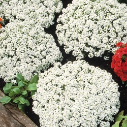 Schildsamen Schneikleid (Alyssum)