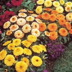 Goudsbloem Fiesta Gitana mix - Calendula