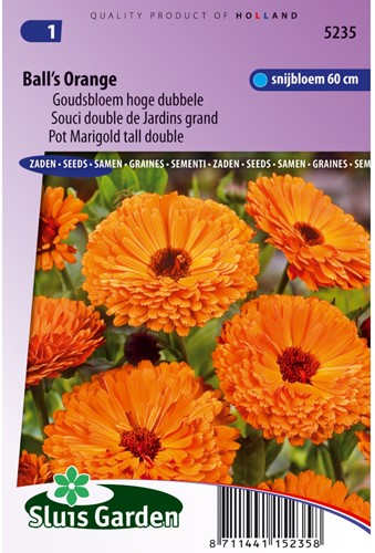 Ringelblume Ball's Orange - Calendula-2
