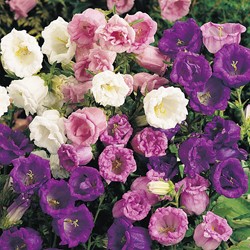 Glockenblume doppelblumig gemischt - Campanula mix