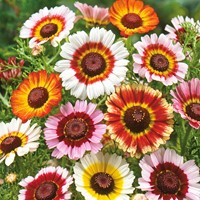 Bunte Gänseblümchen