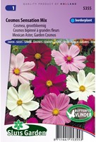 Cosmos Sensation Mixed (Aster)-2