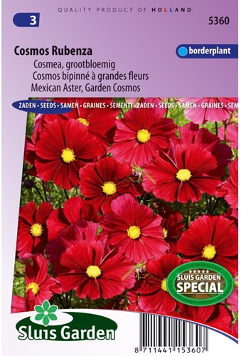 Cosmos Rubenza Fleuroselect Novelty-2