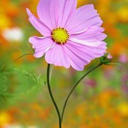 Schmuckkörbchen Sensation Pinkie - Cosmos bipinnatus