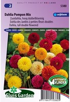 Dahlia Pompon Mix-2