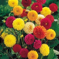 Dahlia Pompon Mix