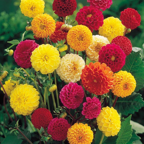 Dahlia Pompon Mix