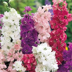 Rittersporn Hyacinth artigen Mix - Delphinium