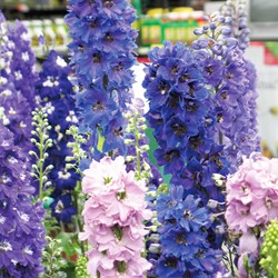 Rittersporn Round Table Series mix - Delphinium