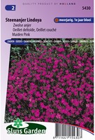Steinnelke Lindoya - Dianthus-2