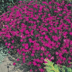 Steinnelke Lindoya - Dianthus
