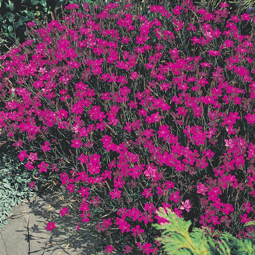 Steinnelke Lindoya - Dianthus
