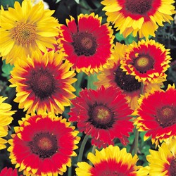 Kokardenblume mix (Gaillardia)