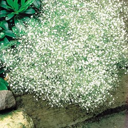 Schleierkraut Bristol Fairy - Gypsophila
