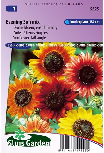 Sonnenblume Abendsonne mix-2