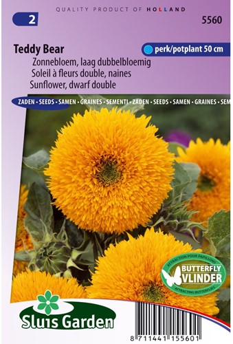 Zonnebloem Teddy Bear, lage dubbelbloemig (Helianthus)-2