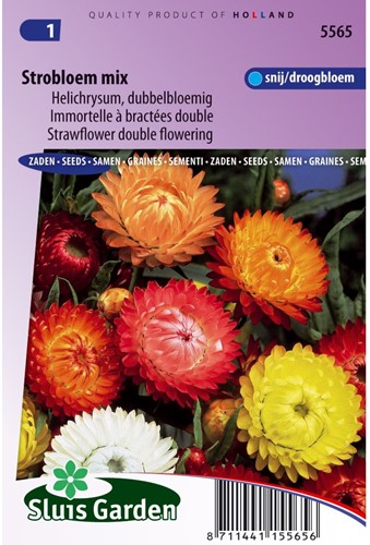 Strohblumenmischung-2