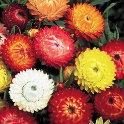 Strohblumenmischung