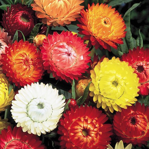Strohblumenmischung