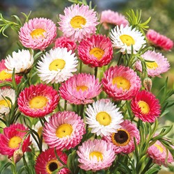 Sonnenstrohblume gemischt (Helipterum/Acroclinium)