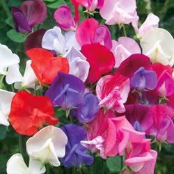Reukerwt Old Sweet Scent Mix (Lathyrus)